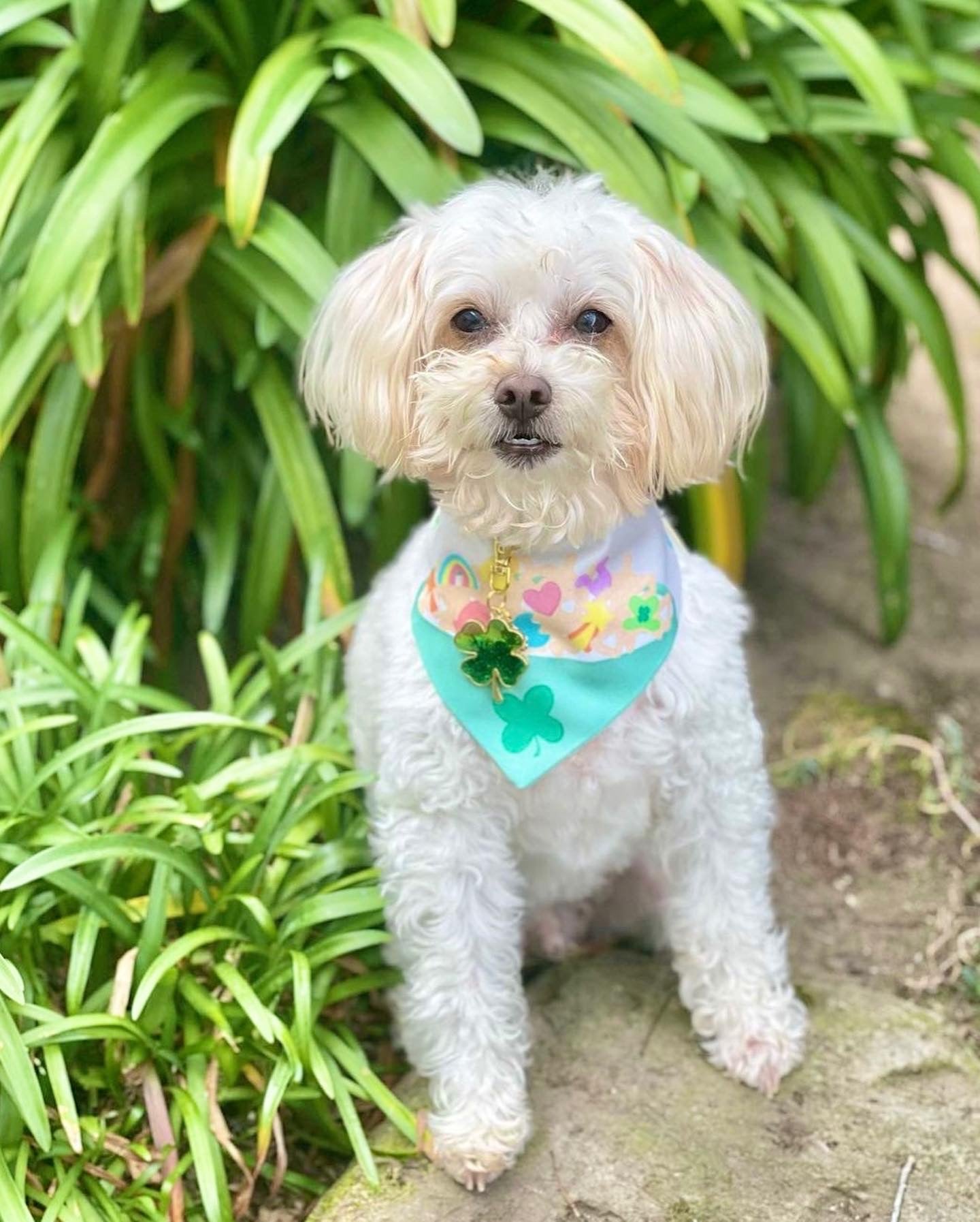 Lucky Charms Bandana