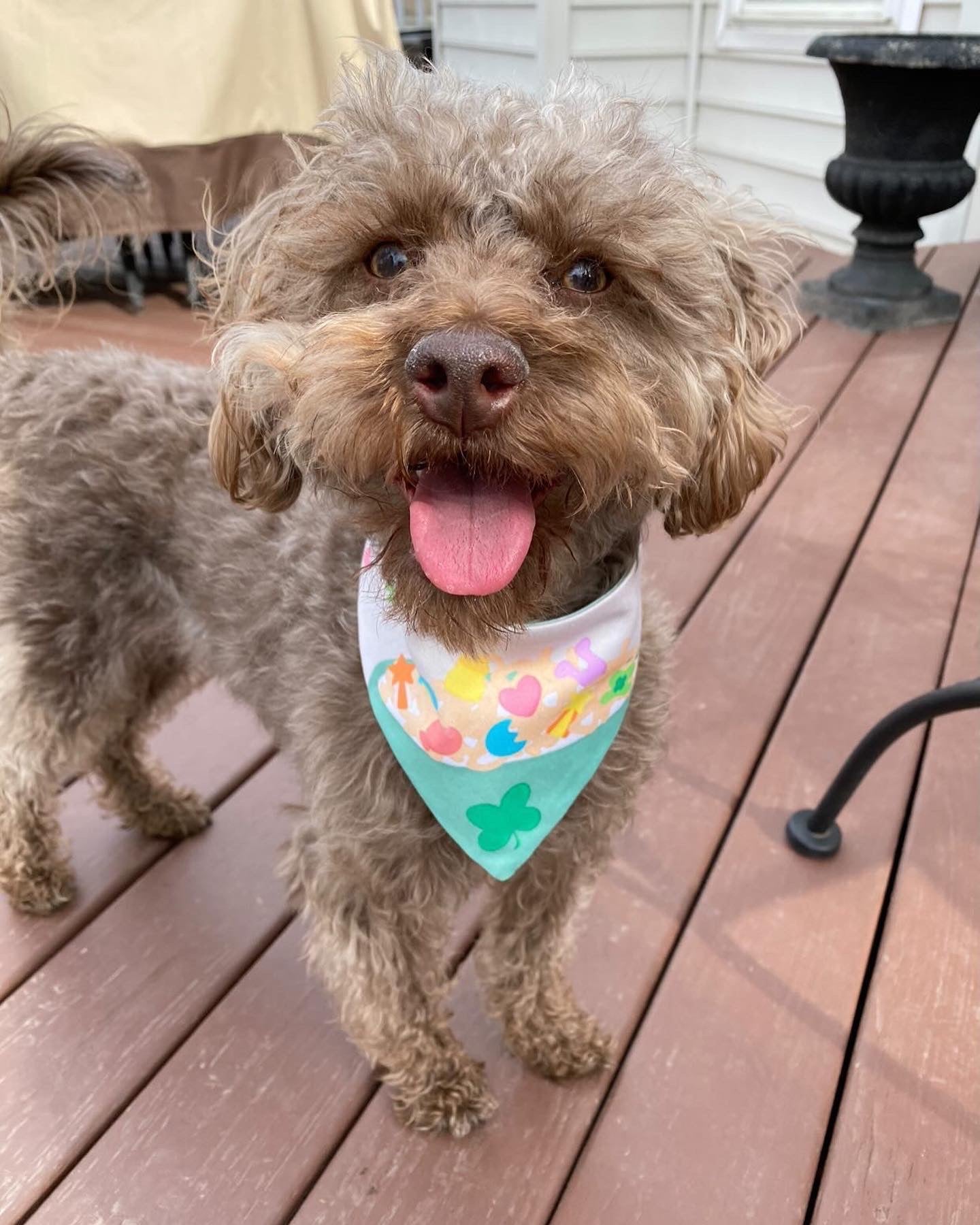 Lucky Charms Bandana