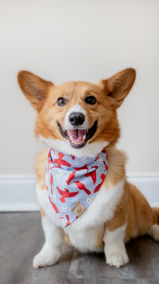 Virginia Cardinal and Dogwood Bandana