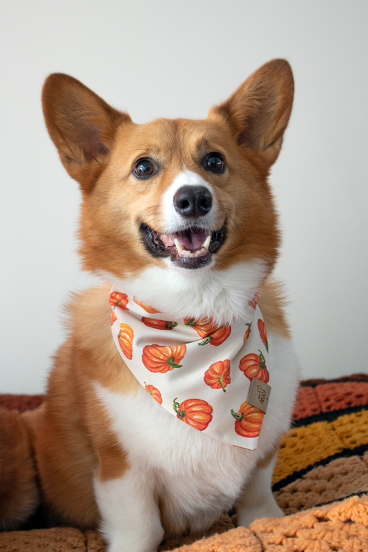 Oil Pastel Pumpkins Bandana
